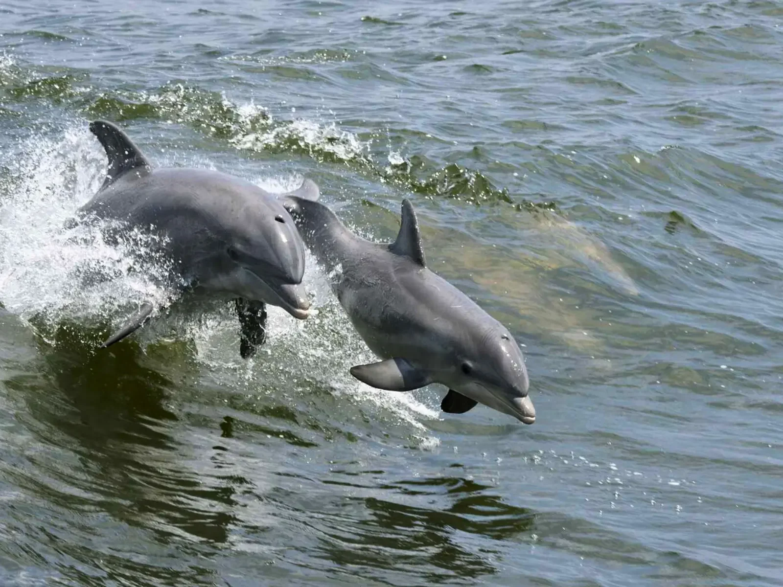 Book A Private Dolphin Watching Cruise in St. Pete