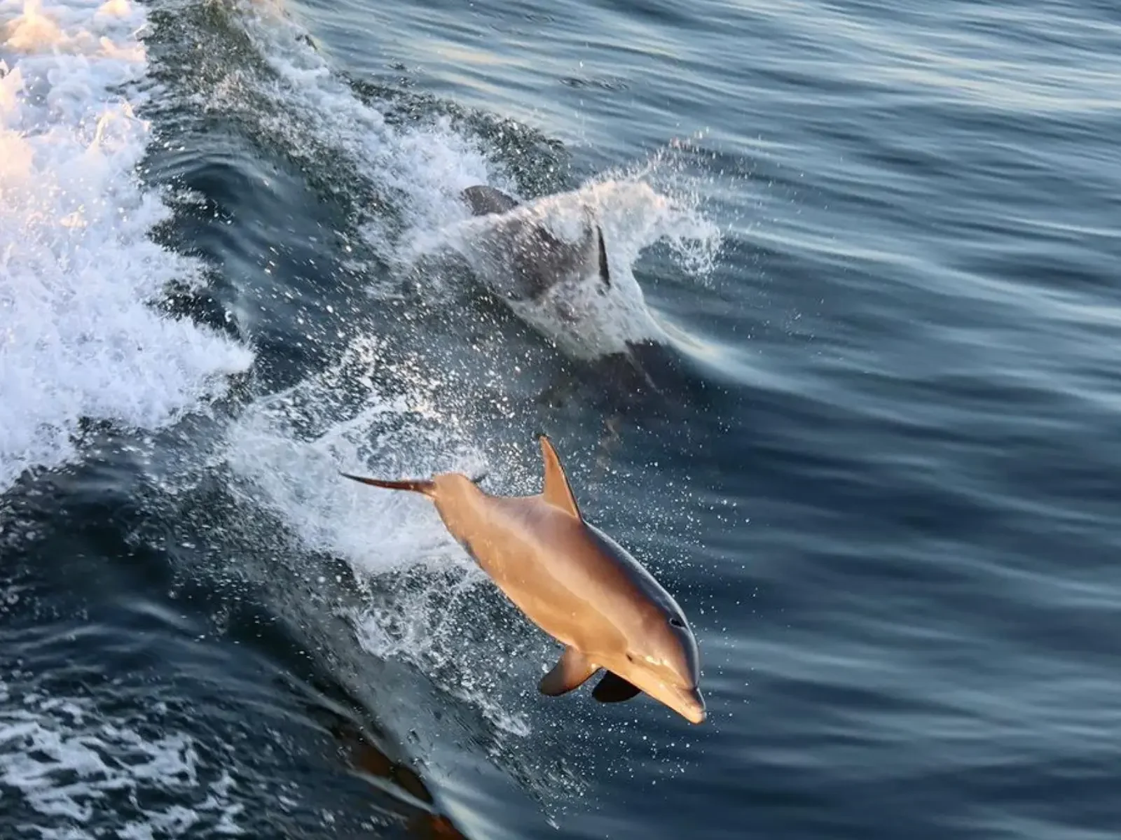 Book A Private Dolphin Cruise in St. Pete