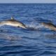 Dolphin Sightseeing Boat Rentals in St. Pete