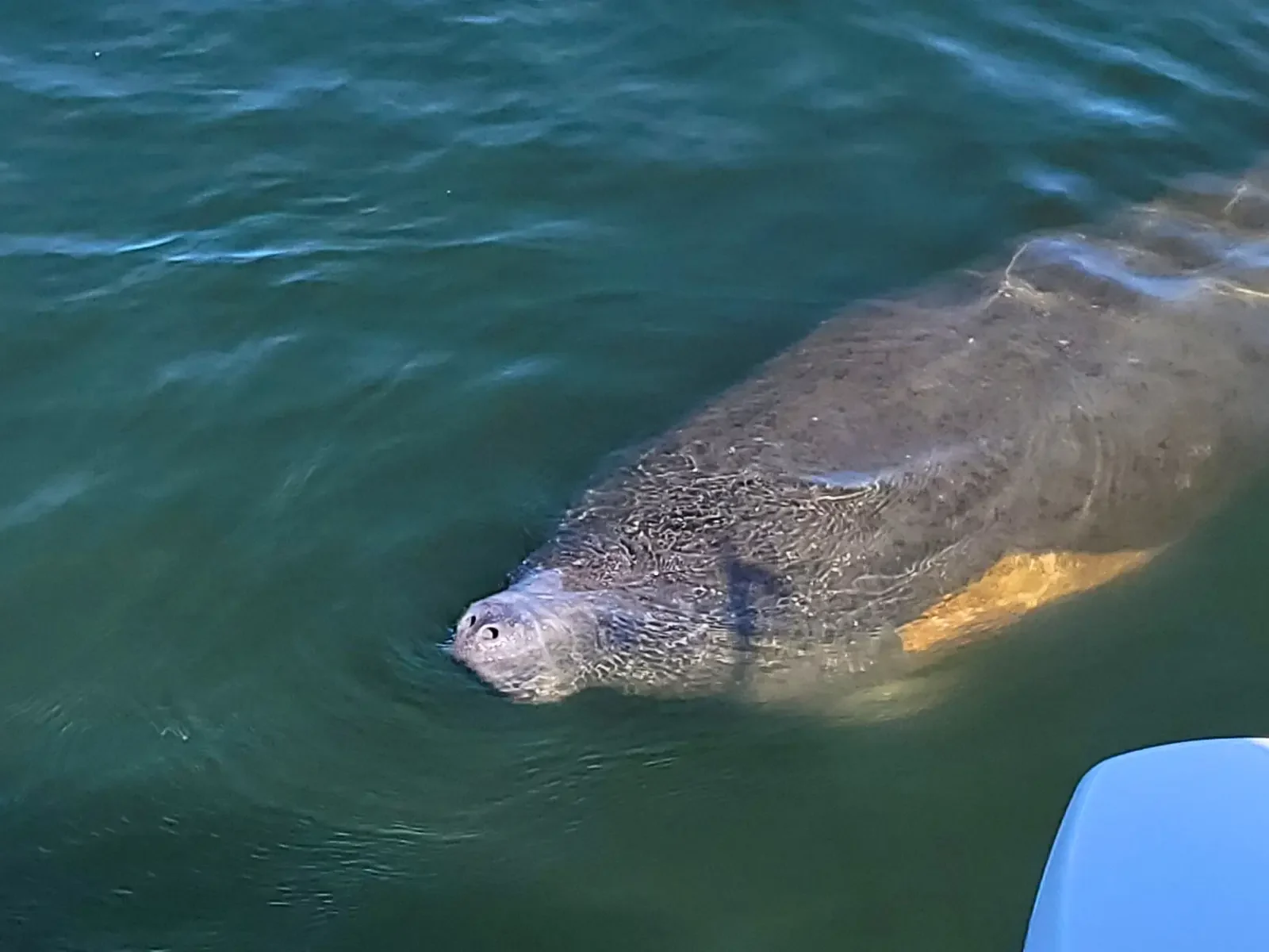 St. Pete Boat Tours Manatee Sightseeing