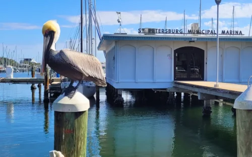 Wildlife Eco Boat Tour Rentals in St. Pete