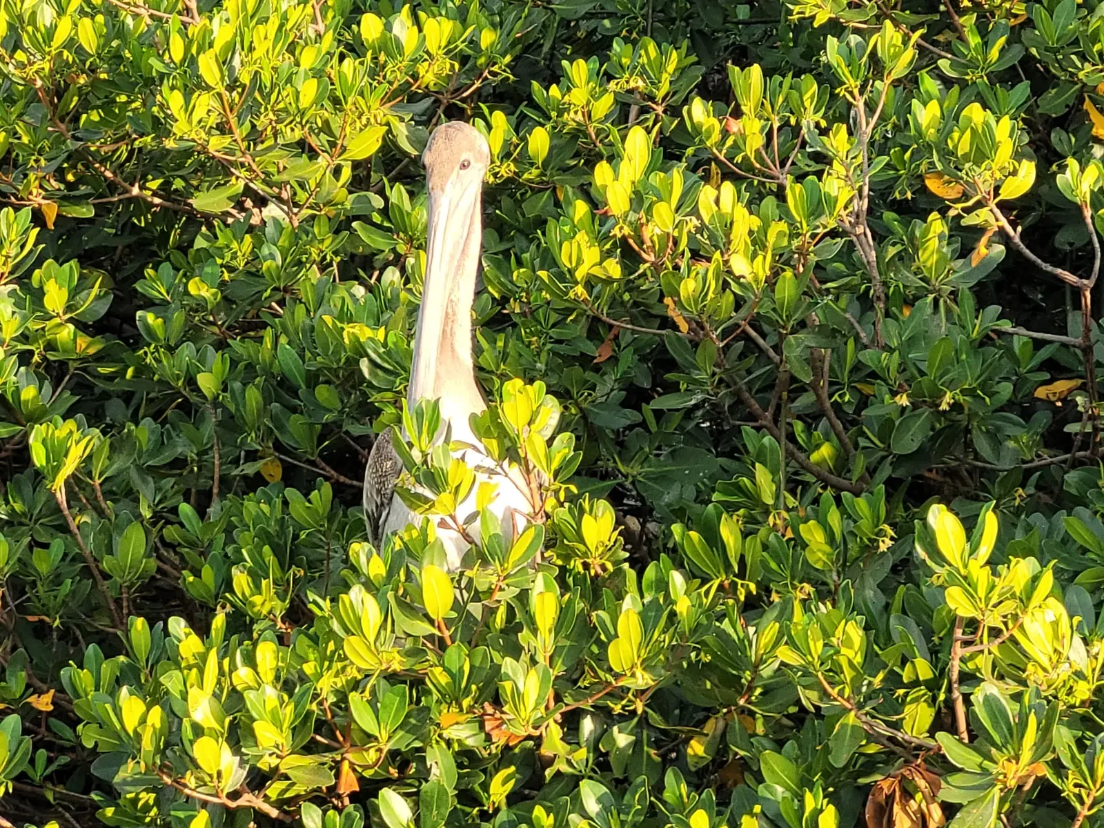 Wildlife & Bird Watching Eco Boat Tour St. Pete