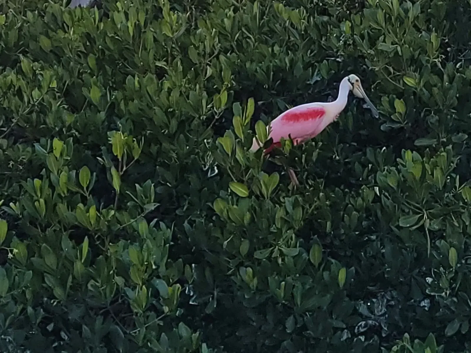 St. Petersburg Wildlife Boat Tour
